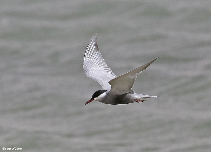     Whiskered Tern  Chlidonias hybridus                      ,  2009.:  